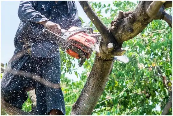 tree services Columbia City